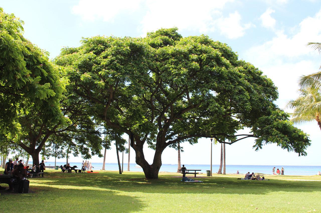 People having a relaxing day at a park in Hawaii with their families in a beautiful sunny day.